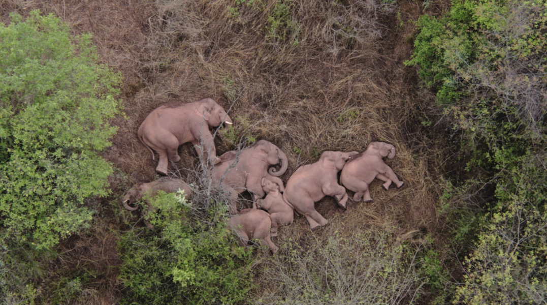 Bilder på de vilande elefanterna, inte långt från miljonstaden Kunming, har lyft den vandrande flockens stjärnstatus.