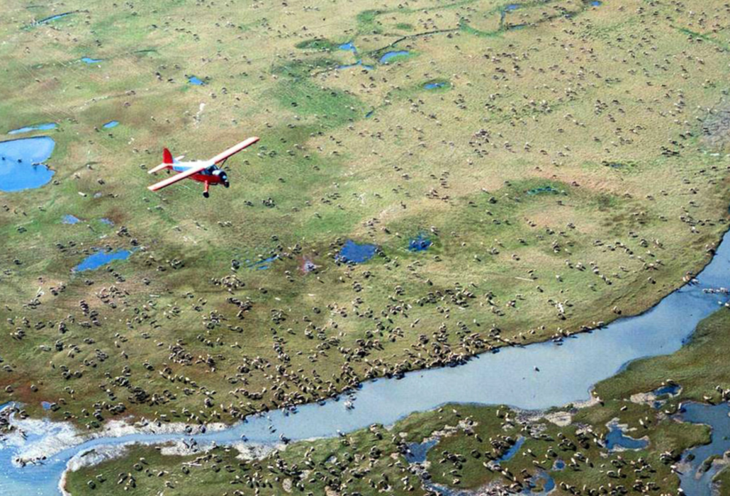 USA:s president Joe Biden stoppar tills vidare oljeverksamheten i naturreservatet Arctic National Wildlife Reserve i Alaska.
