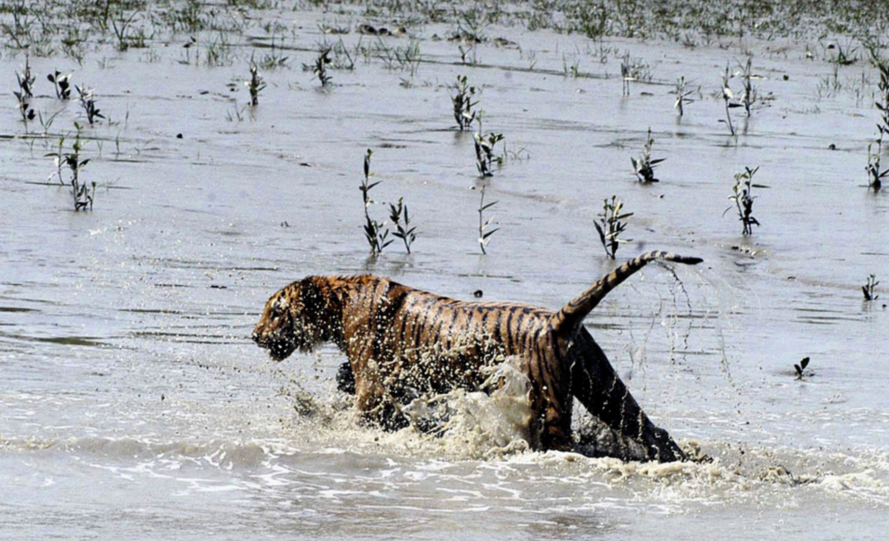 Floddeltat Sundarbans är hem för världens största vilda bestånd av bengaliska tigrar.