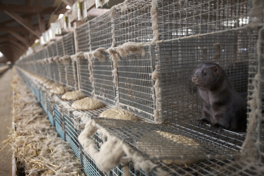 Djurfronts ledare fälldes till skadestånd och fyra månaders fängelse för brott mot en uppfödare av minkar.