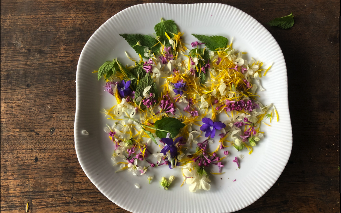 Blommor och blad från vitplister, skogsviol, maskrosor, hägg och gökärt.