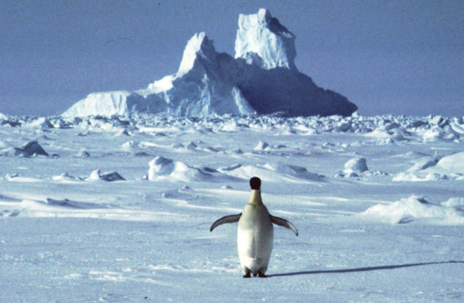 Antarktis – kontinenten mest känd för snö, is och pingviner – ståtar nu med ett bekräftat värmerekord på 18,3 grader.