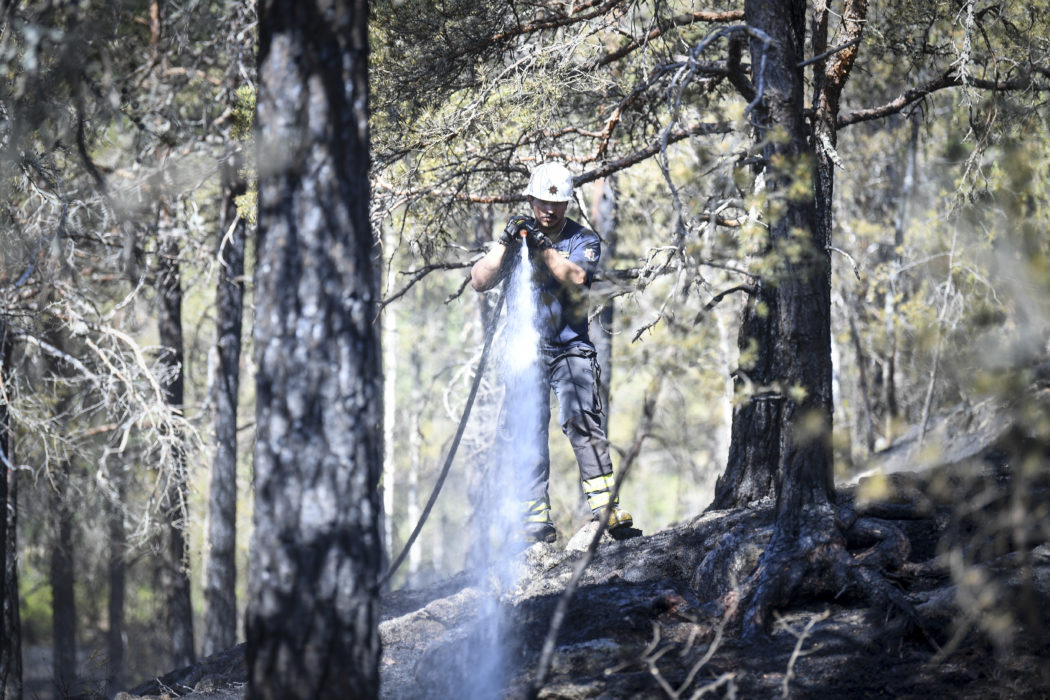 Det har brunnit på flera håll i skogarna i Västernorrland under söndagskvällen och -natten.