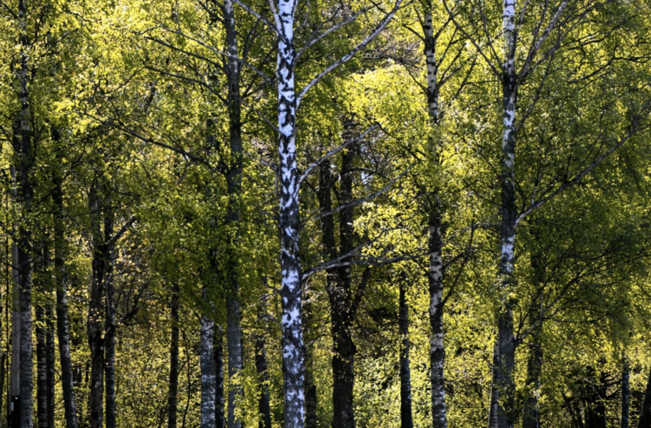 EU-kommissionen presenterar en ny strategi för hur unionens skogar ska hanteras.