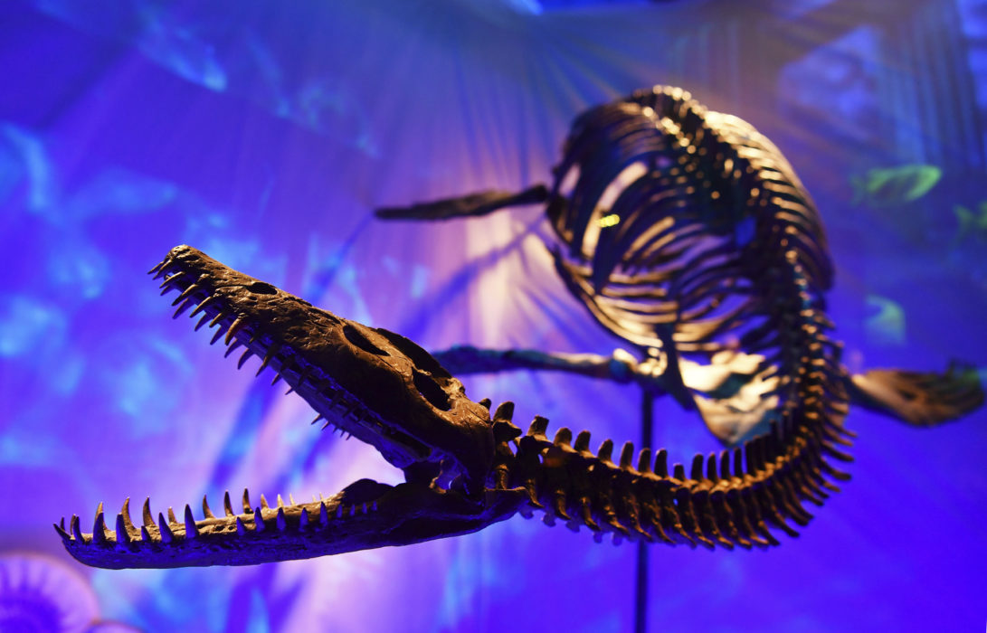 Ett skelett från en plesiosaur, en av de vattenlevande dinosaurier som fanns kritaperiodens Kristianstad.