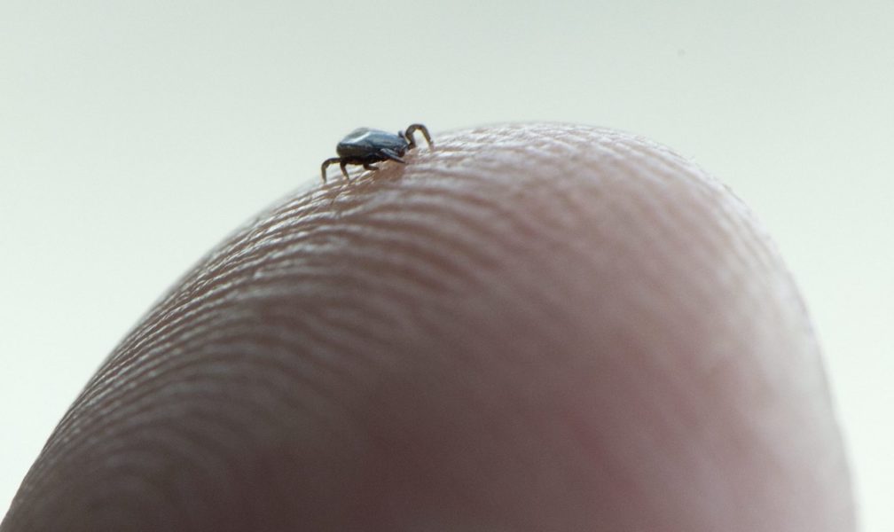 Fästingar sprider virussjukdomen TBE.