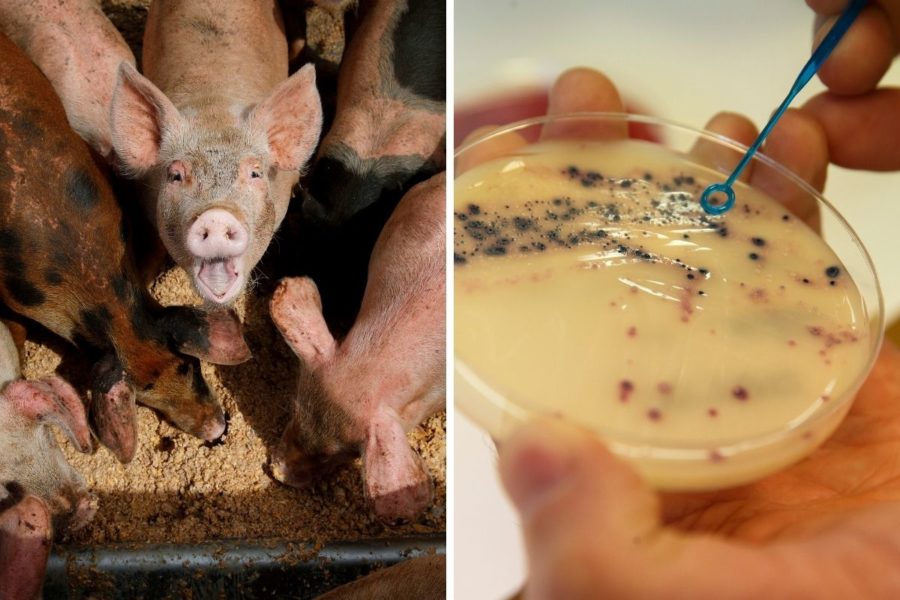 Antibiotikaresistensen utgör ett allt större hot mot människors och djurs hälsa.