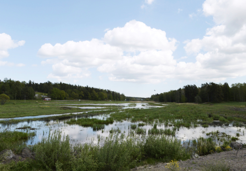Våtmarker är viktiga för ekosystemen.