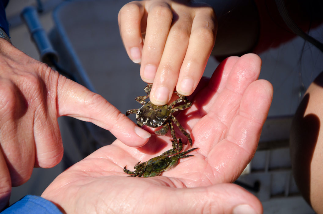 Den asiatiska blåskrabban (Hemigrapsus sanguineus), som syns överst på bild, kan sprida sig snabbt och ha förödande konsekvenser för de svenska krabborna.