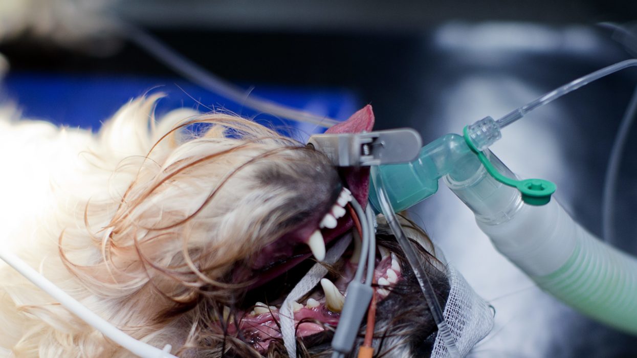 En sövd hund inför operation på Blå stjärnans djursjukhus i Göteborg.