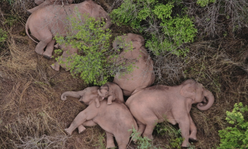 Elefantflocken har fångats på bild när den legat och vilat.