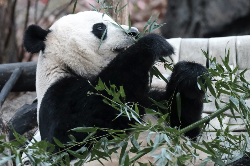 Jättepanda ätandes bambu.