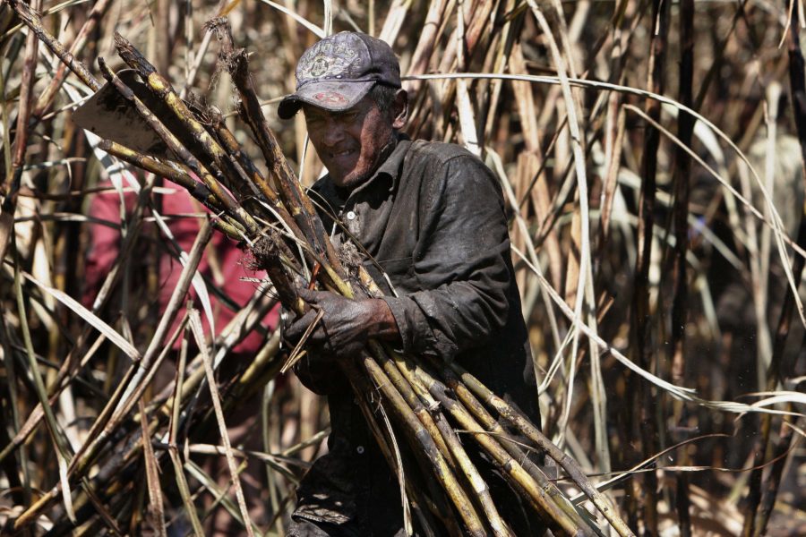 En man skördar sockerplantor i El Salvador.