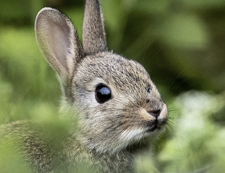 Både vilda och tama kaniner kan drabbas av kaningulsoten.