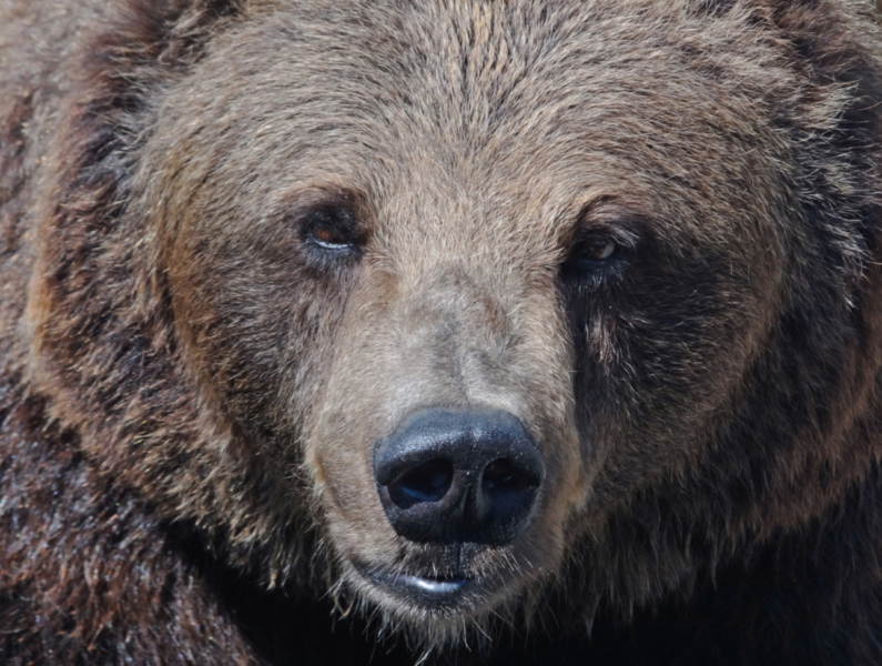 En björn bet en jägare i rumpan under helgens jaktpremiär.