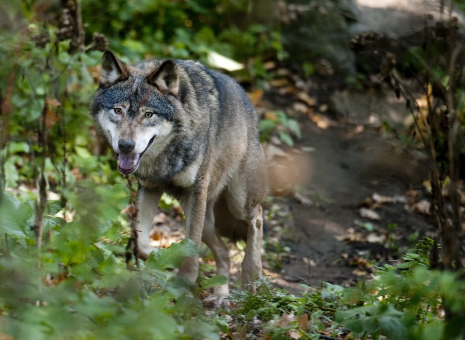 Tjörns kommun har beslutat om utvidgad skyddsjakt efter varg.