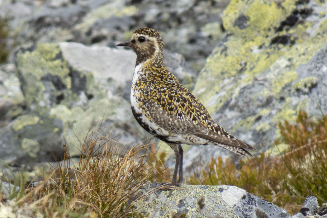 En ljungpipare i norska Gudbrandsdalen.