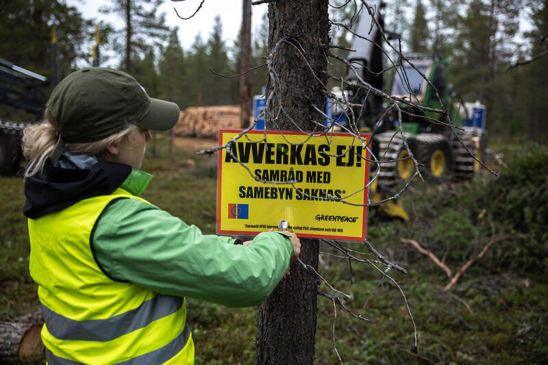 I en pågående Greenpeace-kampanj mot en planerad avverkning i Muonio sameby anklagar  Sveaskog miljöorganisationen för att sprida felaktig information.