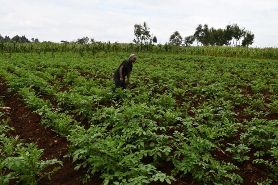 Potatisodlaren Kimani Mwaniki i Elburgon i Kenya arbetar på sin åker, som han tack vare en digital satsning har kunnat plöja med en modern plog som är mer skonsam för marken.
