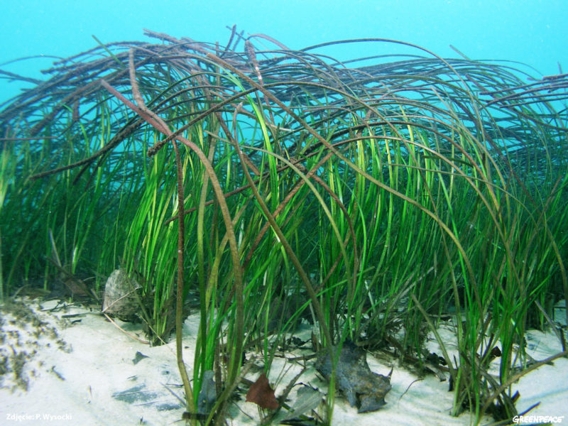 Ålgräs, även kallat Bandtång, är en viktig koldioxidsänka samtidigt som det främjar den marina miljön.