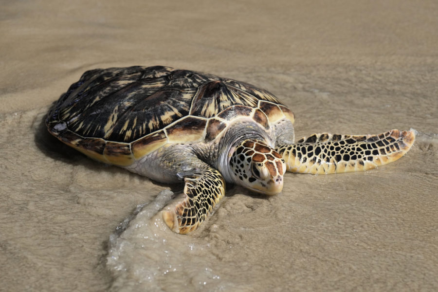 En grön havssköldpadda släpps ut i havet utanför Thailand.