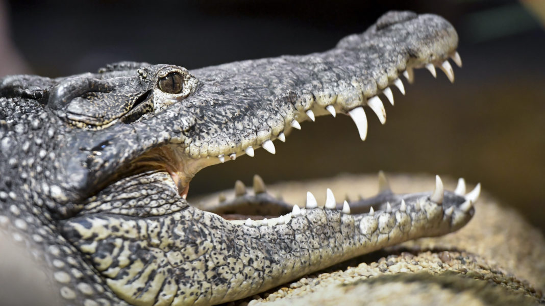 Polisen hittade mer än 800 ödlor, krokodiler och andra reptiler vid ett tillslag i Skåne.