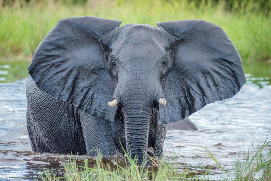 Hela ekosystemet, djurliv och grundvatten kan nu hotas i Okavangos deltaområden.