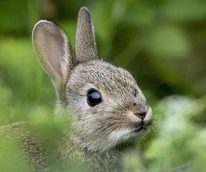 Många kaniner släpps ut i det fria – men klarar sig inte i naturen.