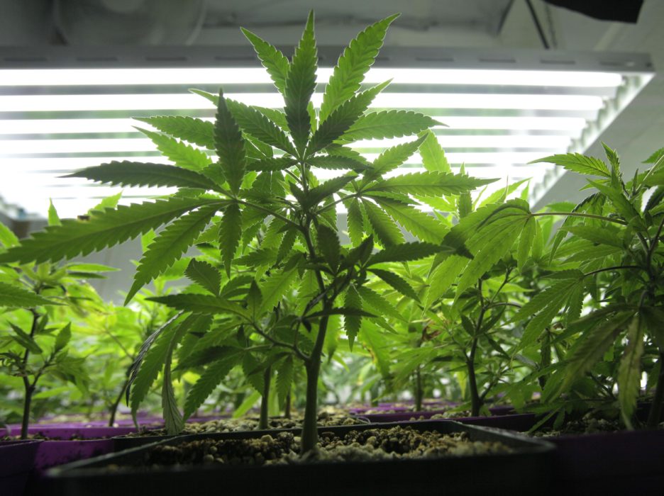 En man i Småland har dömts till två års fängelse för att ha odlat cannabis.