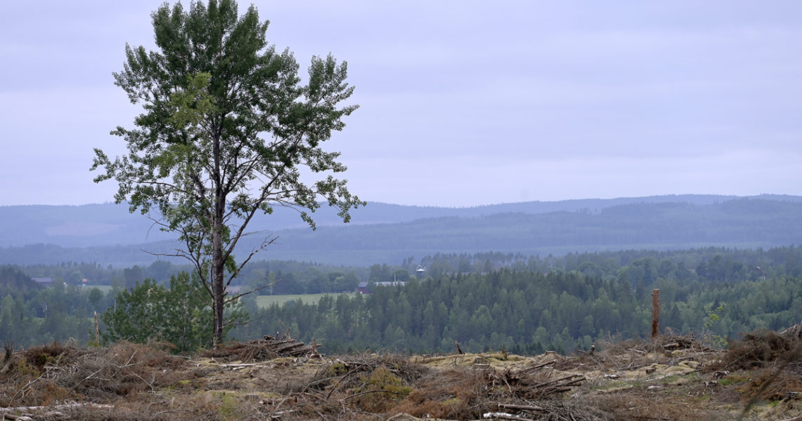 Största delen av den svenska skogen består i dag av en blandning av rena kalhyggen och monokulturer med minimal mångfald.