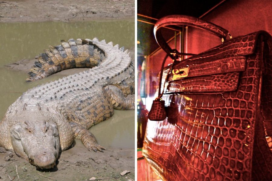 Krokodilerna föds upp och dödas för sitt skinn, som sedan blir produkter som väskor och skärp av olika lyxmärken.