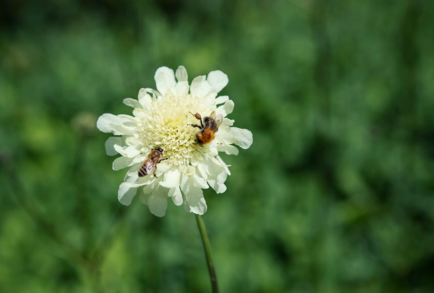 Ett bi och ett solitärbi hämtar nektar från en åkerväderblomma.