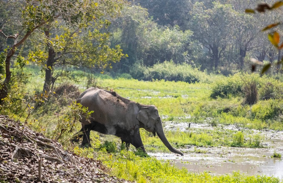 Enligt den mellanstatliga organisationen IPBES försvinner fler arter nu än vad det någonsin gjort tidigare under människans tid på planeten.