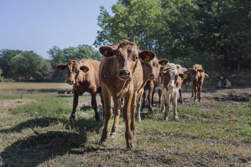 Enligt en stor undersökning i DeSmog försöker världens ledande köttproducenter bland annat att misstänkliggöra växtbaserade alternativ och framställa köttproduktion som mer klimatvänlig än vad den är.