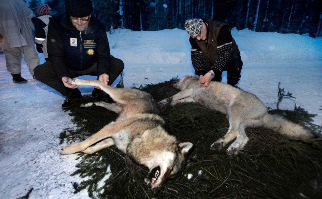 Centern vill stoppa miljöorganisationers rätt att överklaga beslut om skyddsjakt på varg.