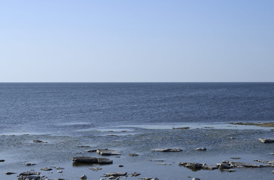 Strömmingen är ryggraden i ekosystemet i Östersjön, här sett från Fårö.