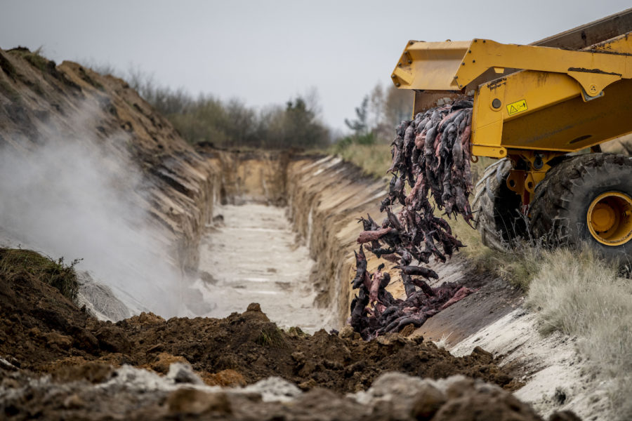 Döda minkar grävdes ner i Danmark efter beslutet att beståndet i landet.