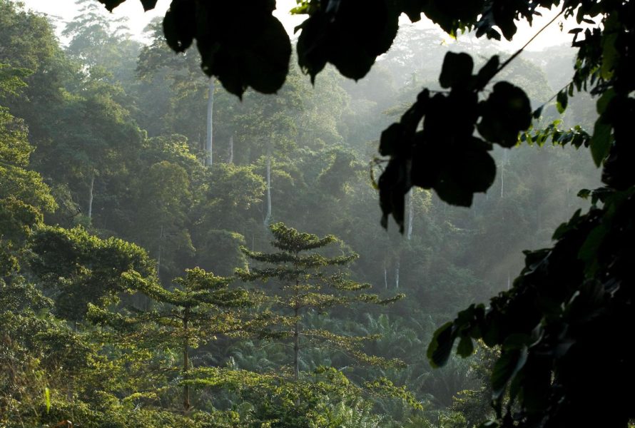 En regnskog i Ghana.
