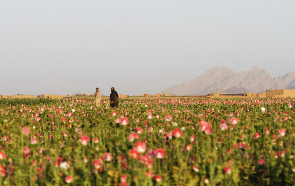 Odling av opiumvallmo i Kandahar.