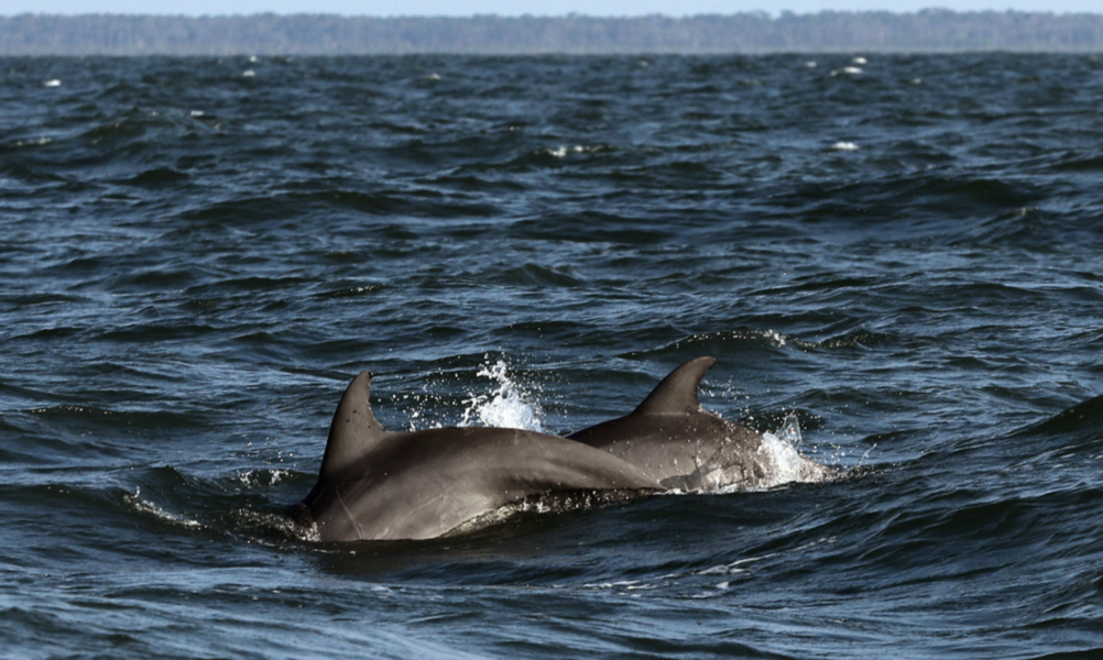 Delfiner, på bilden flasknosdelfiner, simmar i Atlanten.