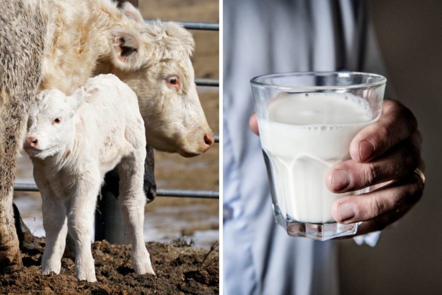 Inom mjölkindustrin separeras ofta kalvarna från sina mödrar direkt eller några dagar efter födseln – delvis för att mjölkproducenterna inte ska förlora pengar på att kalvarna dricker av mjölken som naturligt produceras för dem.