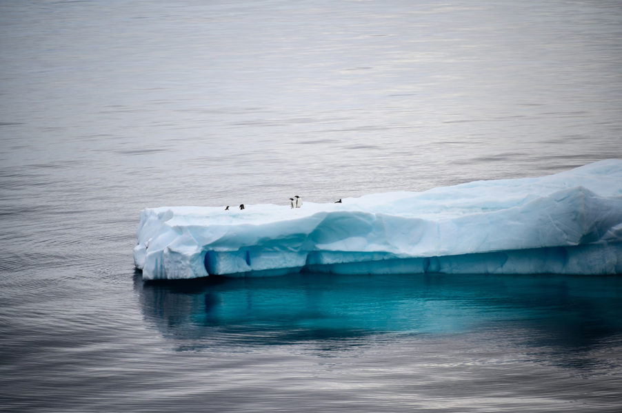 Kommer Antarktis hav att blir skyddade områden? Det kommer att avgöras under CCAMLR:s årliga möte.
