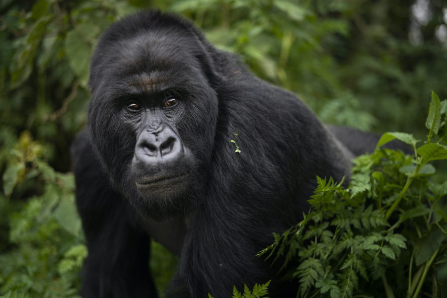 Gishwatiskogen är hem för många olika hotade djurarter, som gorillor.