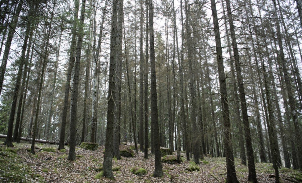 Svenska skogsägare har blivit både färre och äldre mellan år 1999 och 2020, visar ny statistik från Skogsstyrelsen.
