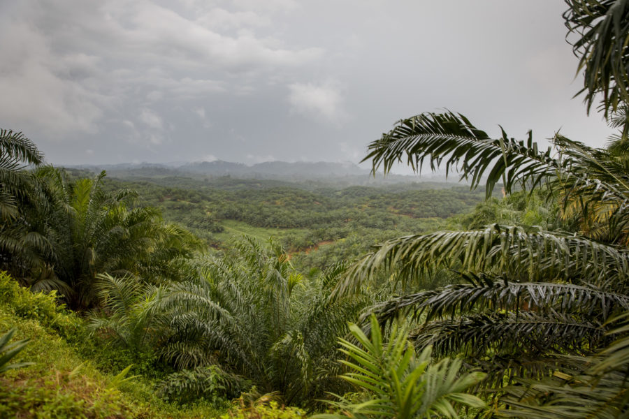 Palmoljesektorn är den enskilt största orsaken till att regnskog skövlas i Indonesien.