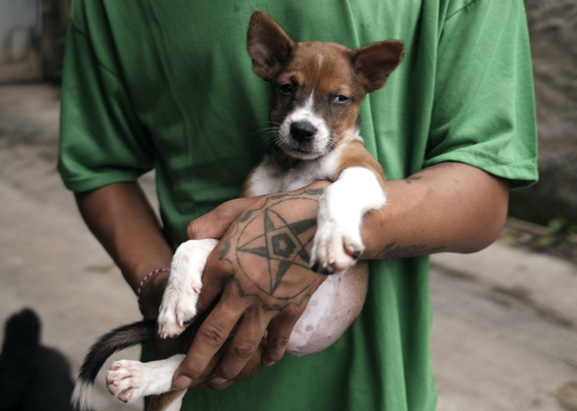 En hundvalp på ett indonesiskt djurhem för hemlösa hundar i Jakarta.