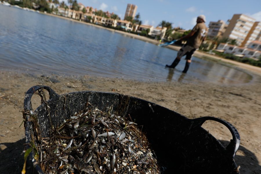 Tusentals döda fiskar spolades upp på ytan i Mar Menor sjön i Spanien i sommar.