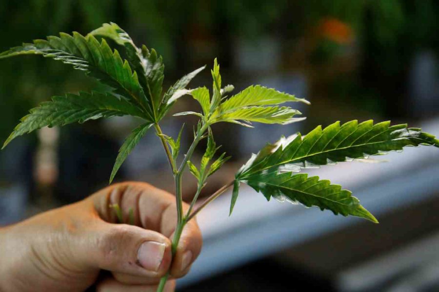 Luxemburgs regering vill göra odling och eget bruk av cannabis lagligt.