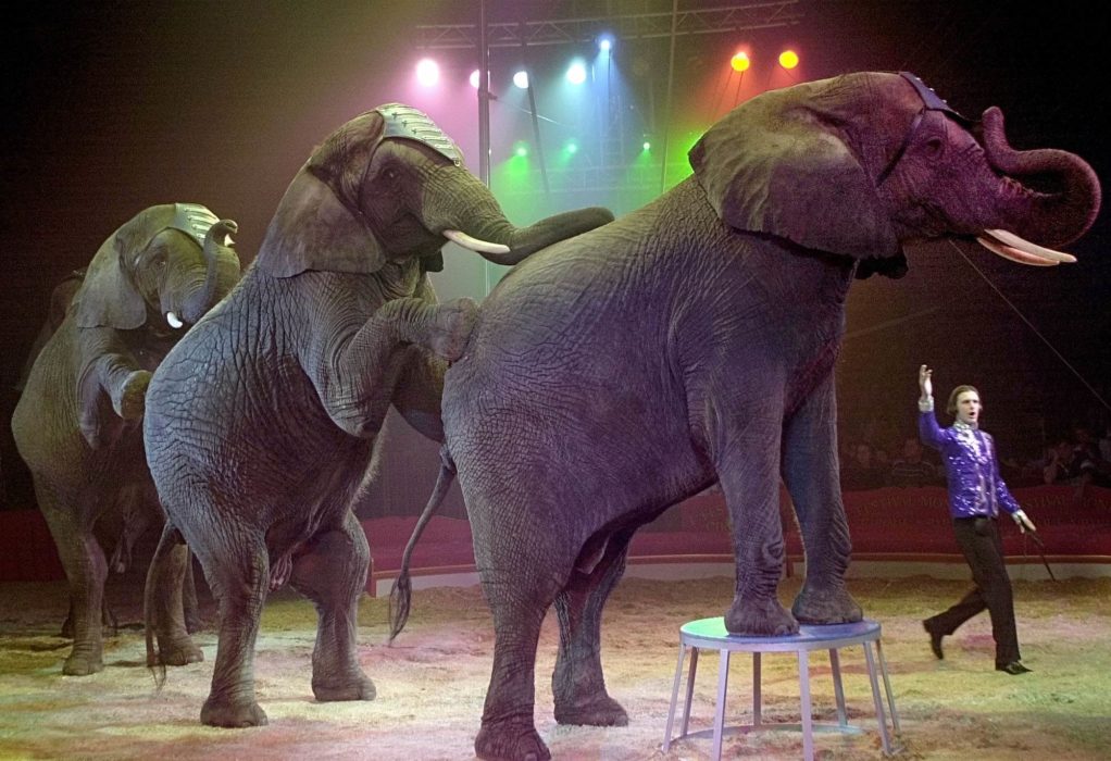 En miljon människor har skrivit under ett upprop som kräver att det införs ett förbud i hela EU mot att använda vilda djur på cirkus.