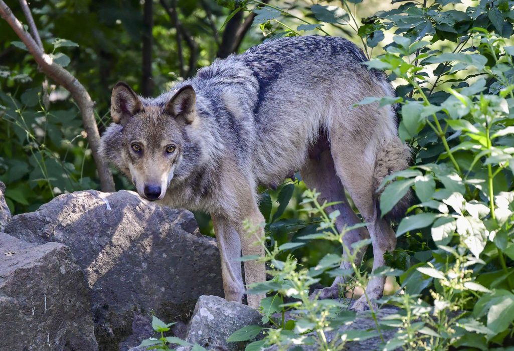 Arkivbild på en av vargarna på Skansen, tagen förra året.